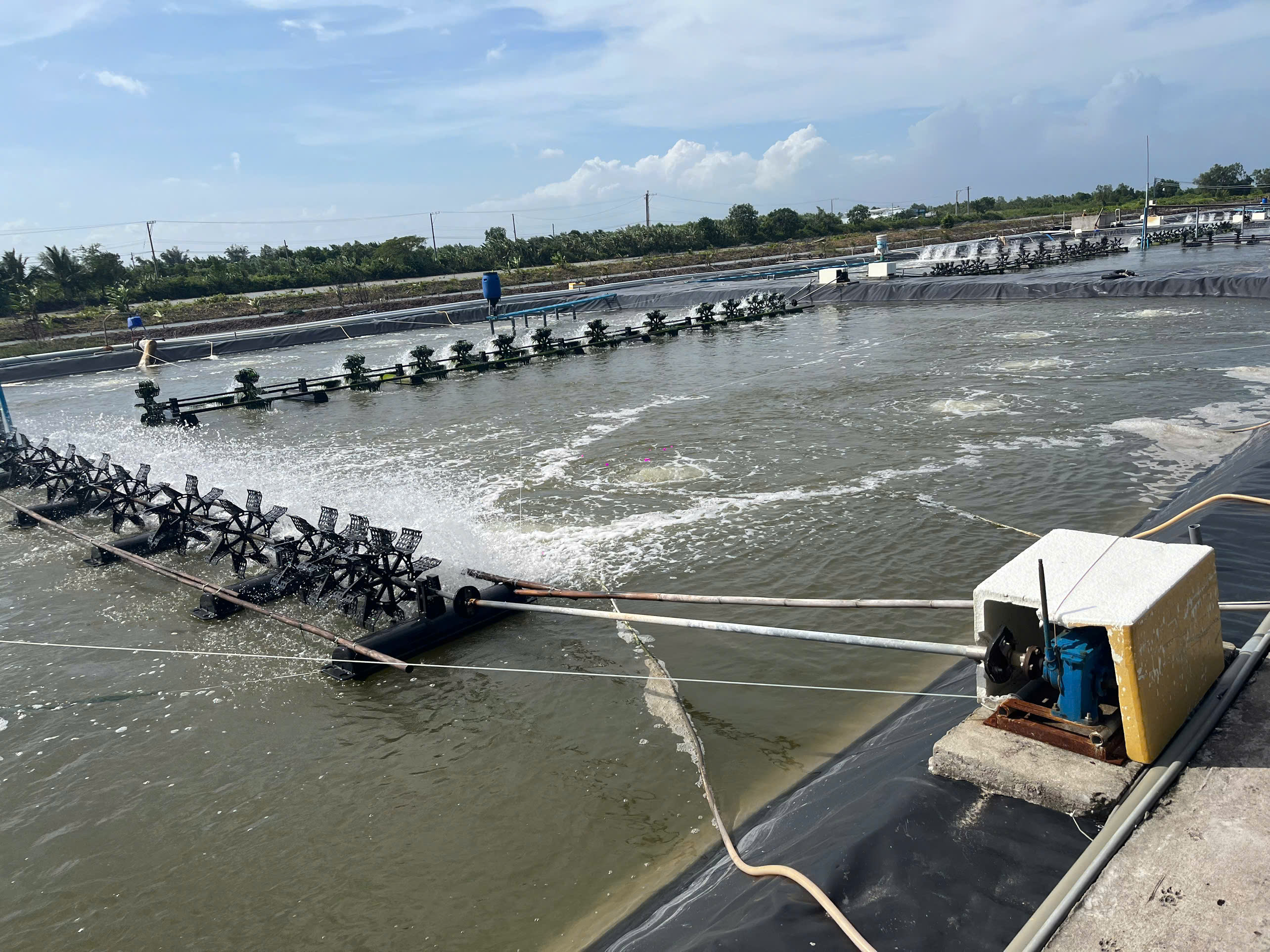 Ca Mau shrimp farm with solar panels